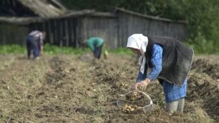 Новини бізнесу - Лукашенко допрацювався до картопляної кризи у Білорусі - ЗМІ