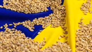 Новини бізнесу - Став відомий найбільший імпортер агропродукції України серед країн ЄС