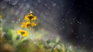 Новини України - Тепло, подекуди дощі з грозами: прогноз погоди на початок тижня