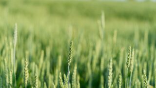 Новини бізнесу - В Україні зібрали перші 35 тис. тонн зерна