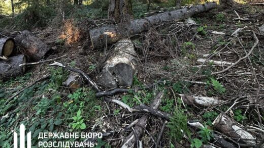 Новини України - Лісничому загрожує до п’яти років за вирубку у заповіднику