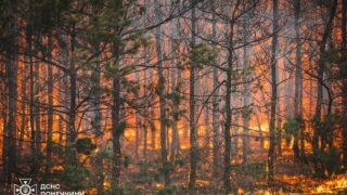Новини України - На Донеччині ліквідували масштабну лісову пожежу