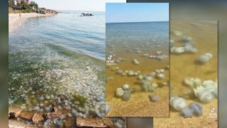 Новини України - Ситуація в Азовському морі близька до екологічної катастрофи - ЦПД