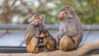 Новини світу - У німецькому зоопарку убили 12 бабуїнів через брак місця у вольєрі