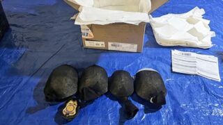 Новини світу - У США затримали чоловіка, який хотів вивезти понад 850 рідкісних черепах