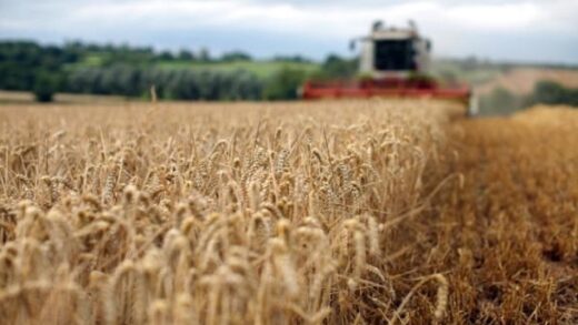 Новини України - В Україні прогнозують зменшення врожаю основних культур