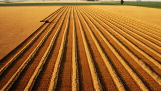 Новини бізнесу - В Україні скоротилося виробництво агропродукції на понад 18%