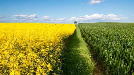 Новини бізнесу - В Україні зібрали понад 3,3 млн тонн ріпаку