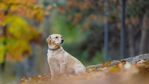 Новини України - Вихідні в Україні будуть сухими та теплими
