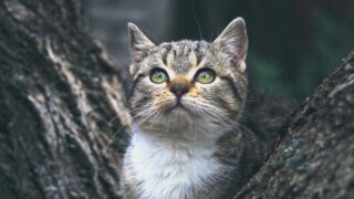 Новини культури - Гороскоп для всіх знаків зодіаку на 25 листопада 2025