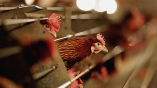 Новини світу - Спалах пташиного грипу у Німеччині досяг трирічного максимуму