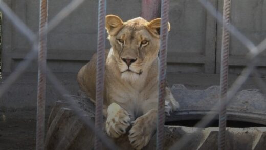 Новини України - У Хмельницькому розшукали двох левиць, які втекли з реабцентру
