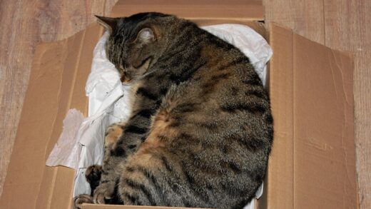Новини світу - У Німеччині жінка відправила кішку поштою