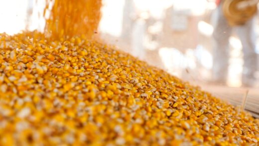 Новини бізнесу - Україна завершує жнива: результати за 2025 рік та прогнози на 2026-й