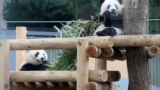 Новини світу - Китай поверне усіх панд із Японії вперше за 50 років