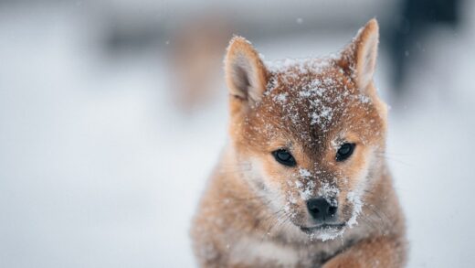 Новини культури - Гороскоп для всіх знаків зодіаку на 7 січня 2026 року